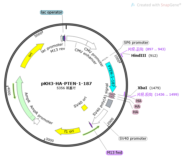 pKH3-HA-PTEN-1-187
